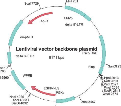 lentiviral vector aex